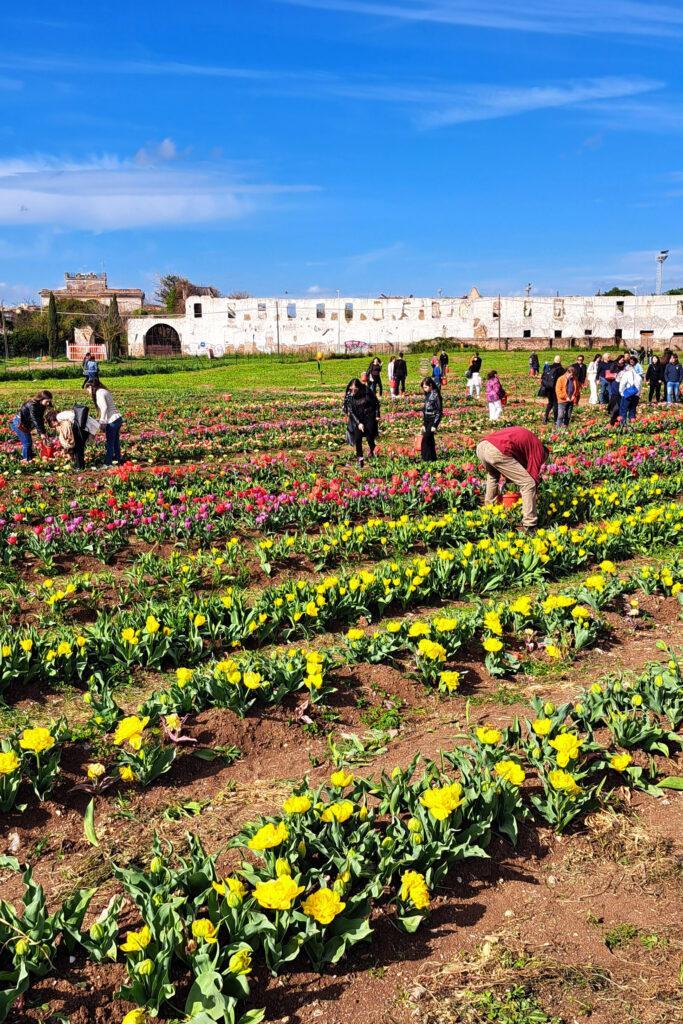 Cosa fare a Roma: il Tulipark