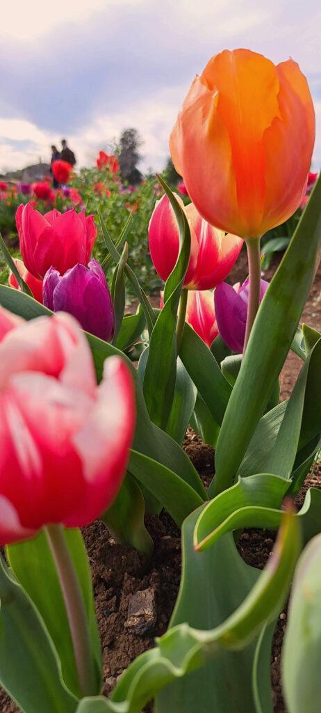 Suggestions on what to do at the weekend in Rome: Tulipark reopens