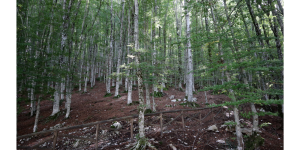 3 unusual places for a weekend - beech forest at Laceno Lake