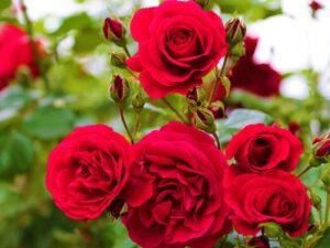Bellissime rose rosse