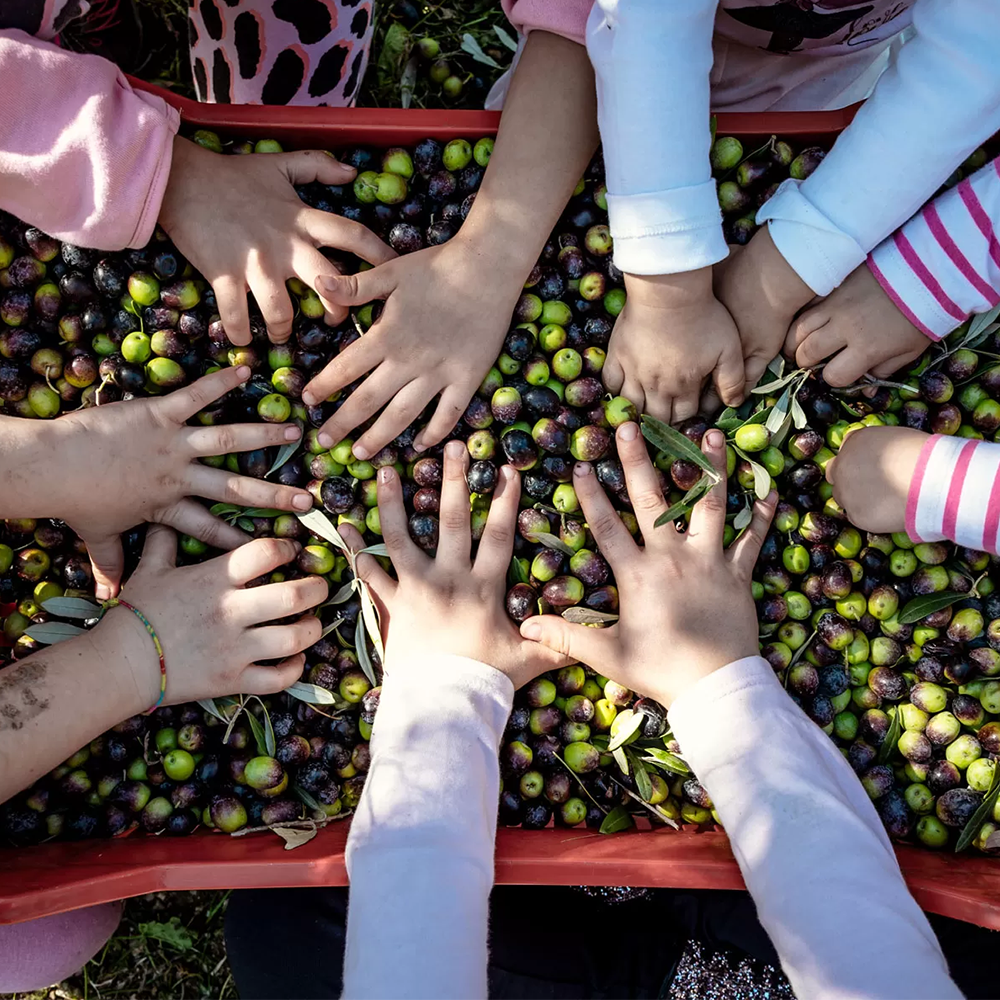 Mani di bambini che toccano le olive che stanno per essere lavorate