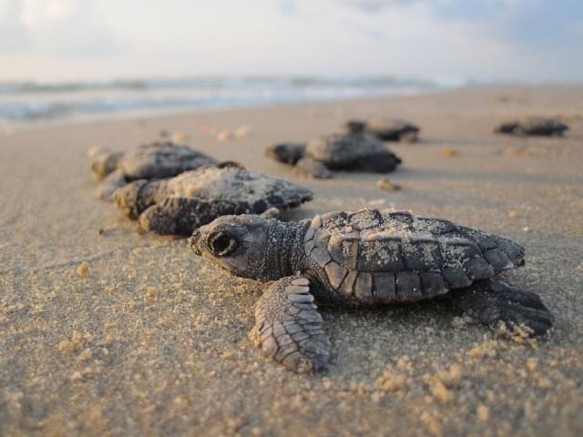 la tartaruga caretta caretta