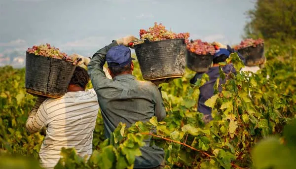 Festa della vendemmia di Piedimonte Etneo