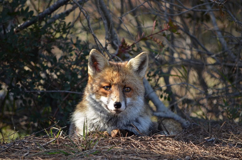 Fauna del parco della Maremma