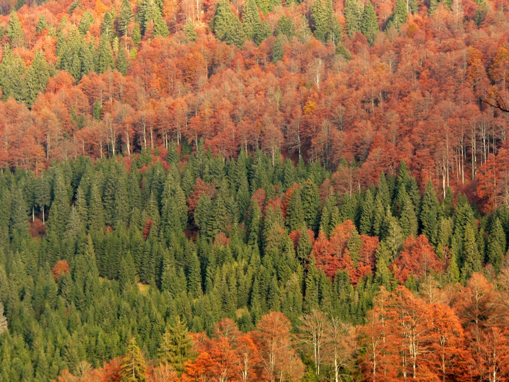 Foresta di conifere