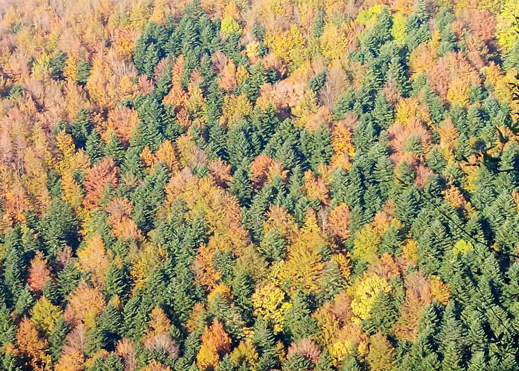 colori foresta della lama