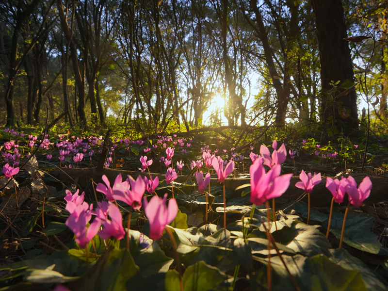 Ciclamini
Credit - Parco Nazionale del Circeo