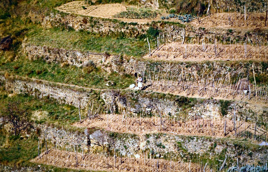 Terrazze delle Cinque Terre coltivate a Vigna